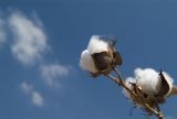 Díky akvizici získala BASF i klíčová  osiva polních plodin, jako je například bavlna