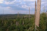 Lesy v NP Šumava se po napadení kůrovcem přesvědčivě obnovují i bez lidských zásahů