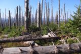 Lesy v NP Šumava se po napadení kůrovcem přesvědčivě obnovují i bez lidských zásahů