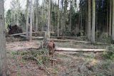 Silný vítr poškodil asi milion stromů