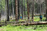 Lesy v NP Šumava se po napadení kůrovcem přesvědčivě obnovují i bez lidských zásahů