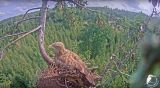 Hnízdo mořských orlů, Lotyšsko
