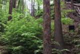 Změna práva hospodařit s majetky Lesů ČR a Vojenských lesů a statků ČR se vrátí do výchozího stavu