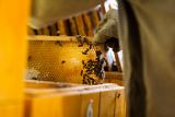 Včelka od Slavia pojišťovny pomůže českým včelařům