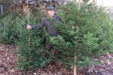 Lesy ČR chystají vánoční stromky do nemocnic