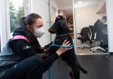 Speciálně vycvičení psi umí detekovat onemocnění COVID-19 a mohou nahradit jiné druhy testování