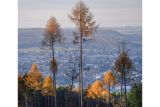 Cestou k obnově českých lesů může být i modřín, vědci se na něj zaměří