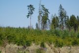 Lesy ČR letos zalesní největší plochu v historii