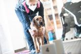 Testování na COVID-19 za pomocí detekčních psů splňuje podmínky Ministerstva zdravotnictví