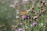 Maloplošné rozorání travních porostů v chráněných územích může zvýšit biodiverzitu