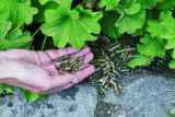 Peletizovaný kompost pomůže hnojit efektivněji