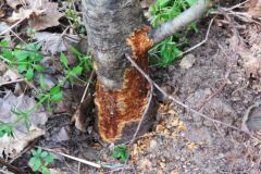 Hraboši škodí lesníkům i ve vegetační sezóně, na vině jsou suché zimy