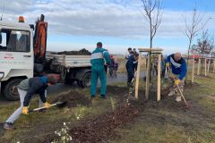 Zdravé plíce pro Mladoboleslavsko! Občané vysadili stovky nových stromů