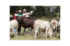 Vědci pomáhají farmářům v Zambii zvládat období sucha