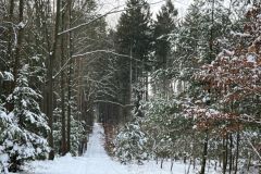Lesy ČR připravují adaptační strategii na klimatickou změnu